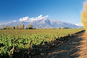 Puente Alto vineyard